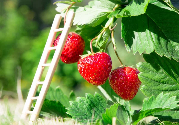 新鲜成熟的红草莓和梯子靠浆果。布什在花园里生长。一流的质量，有机食品的概念 — 图库照片