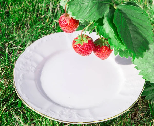 Un piatto sotto una fragola rossa fresca matura. Bush cresce nel giardino. alta qualità, concetto di cibo biologico — Foto Stock