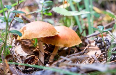 Yaz ormanda zehirli mashrooms