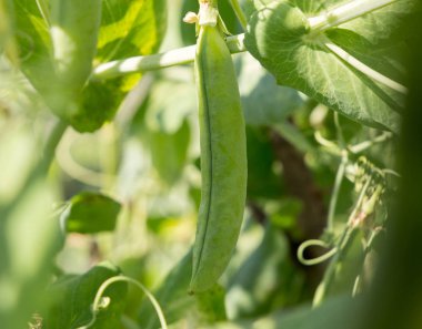Taze yeşil bezelye görünümünü tesisi kapatın. Gıda kavramı ve tarım arka plan.