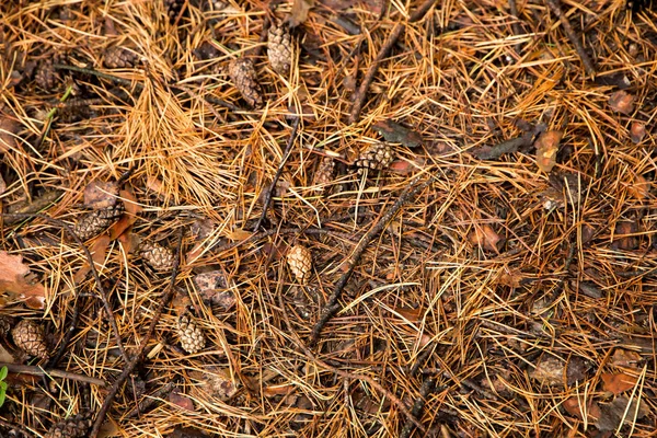 autumn pine Forest floor texture