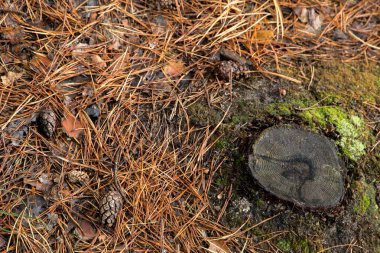 Sonbahar çam ormanı kat doku