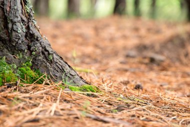 Eski kaba kahverengi doğal ahşap arka plan ağaç.