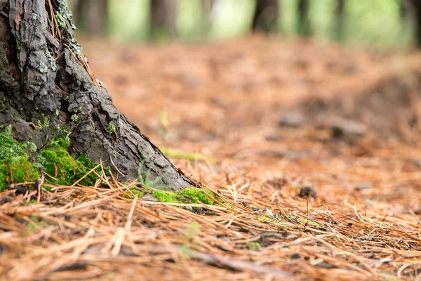 Eski kaba kahverengi doğal ahşap arka plan ağaç.