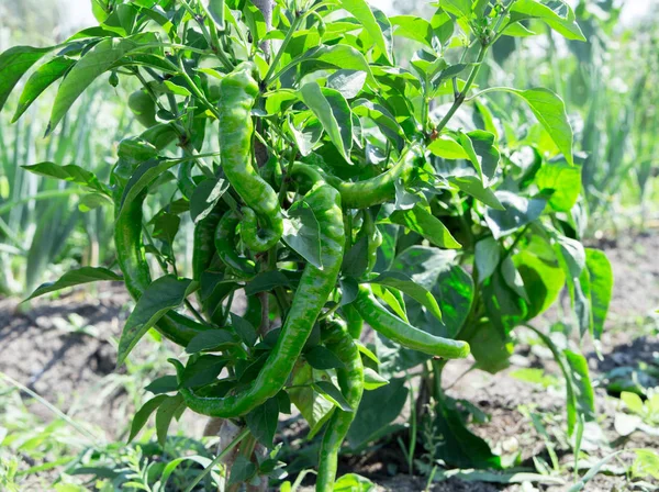 Зелений гострий перець чилі, що росте на кущі — стокове фото