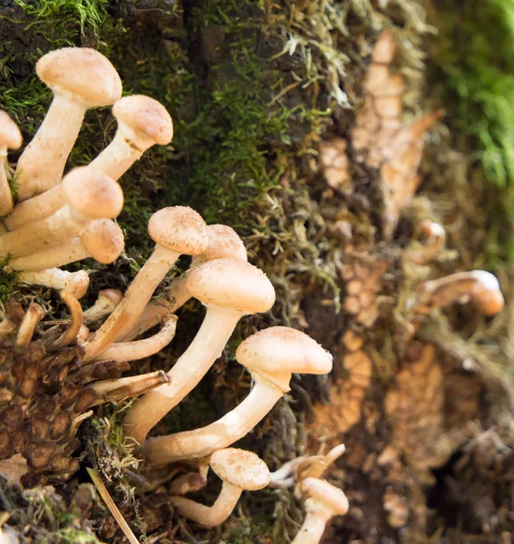 Yenilebilir mantar tatlım agarics yakın çekim