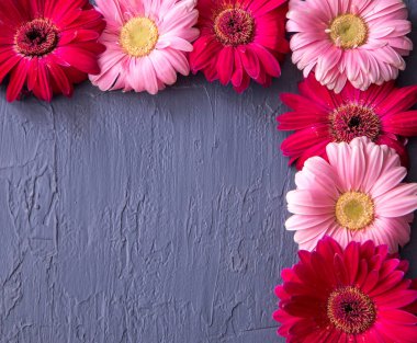 Pembe ve kırmızı gerbera papatya çiçek beton arka planlar üzerinde. Bahar