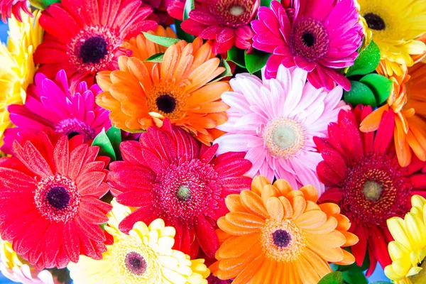 Remegő színes Margaréta Gerbera virágot, háttér — Stock Fotó