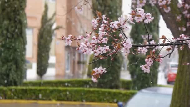 Arbre en fleurs sur neige tombante et passant avec fond parapluie — Video