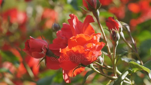 Bee and red rose flower — Stock Video