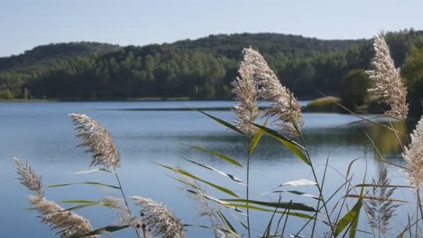 Flores de caña revoloteando en el viento sobre el fondo del lago — Vídeos de Stock