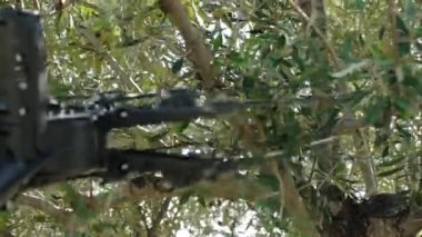 Zeytin hasadı. Alan çalışması.