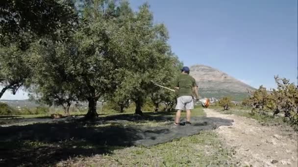 Sklizeň oliv. Práce v terénu. — Stock video