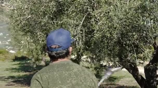 Olive harvest. Field work. — Stock Video