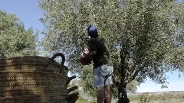 Récolte d'olives. Travaux sur le terrain . — Video