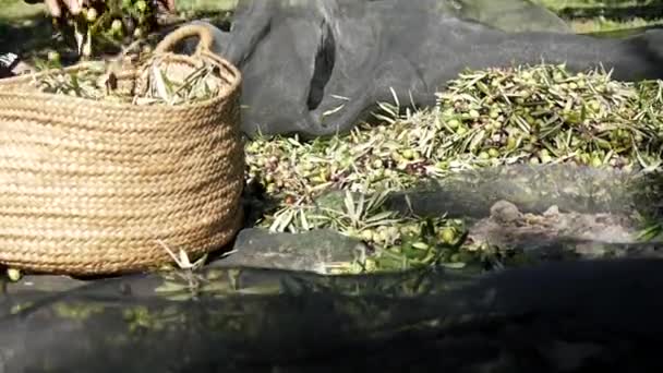 Żniwa oliwne. Praca w terenie. — Wideo stockowe