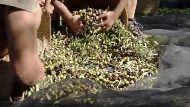 オリーブの収穫フィールドワーク. — ストック動画