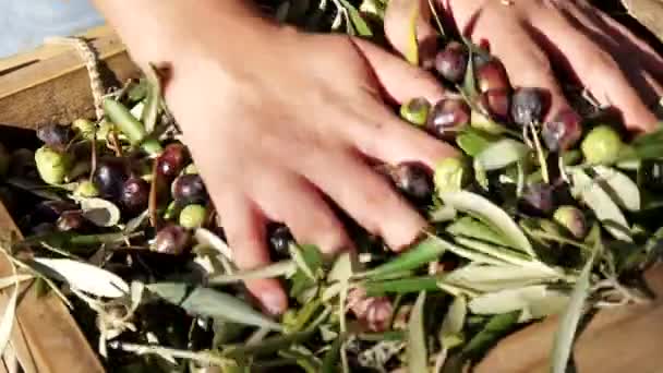 Raccolta delle olive. Lavori sul campo . — Video Stock