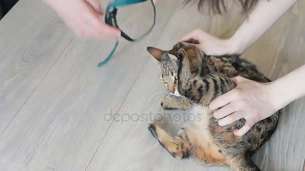 Angry Bengal cat at the vet — Stock Video