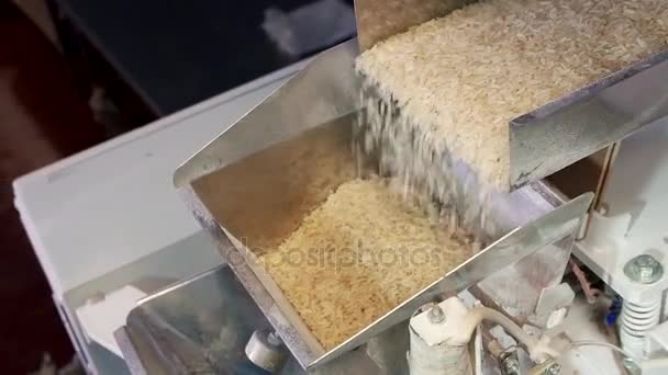 Рис разбрасывается на конвейерной ленте — стоковое видео