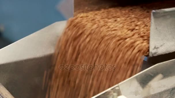 Buğday bir Konveyör bant üzerinde kapat — Stok video