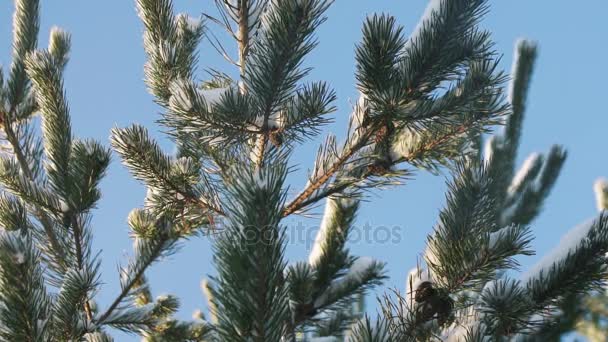 Nieve cae de ramas de pino en un día soleado — Vídeos de Stock