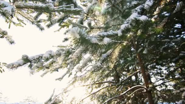 Snön faller från grenarna på ett träd en solig dag — Stockvideo