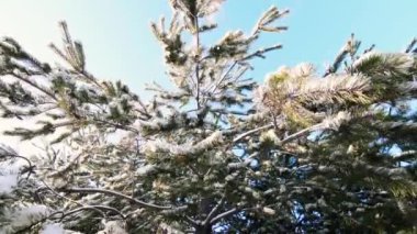 kar Çamın dalları güneşli bir günde, Kış etkinliği düşüyor.