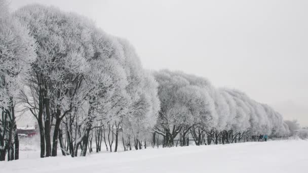 冬季公园的家庭慢跑 — 图库视频影像