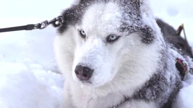 Sibirya husky köpek derin karda