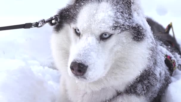 Σιβηρικό γεροδεμένο σκυλί σε βαθύ χιόνι — Αρχείο Βίντεο