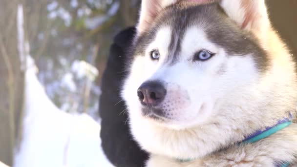 Perro husky siberiano en un día soleado de invierno — Vídeos de Stock