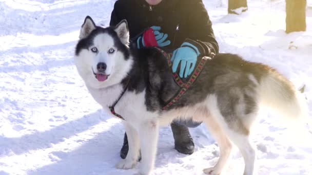 Cão husky siberiano em um dia ensolarado de inverno olha para a câmera — Vídeo de Stock