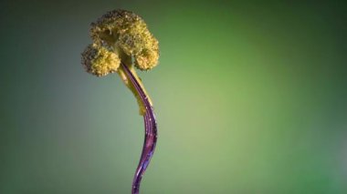 Brokoli damla su, rotasyon ile yeşil bir arka plan üzerinde bir çatalı üzerinde