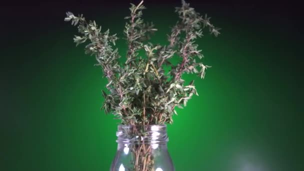 Plant tijm close-up, rotatie groene achtergrond — Stockvideo