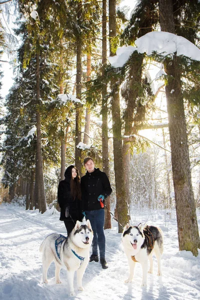 Подружня пара гуляє взимку з собаками Сибірський хаски — стокове фото