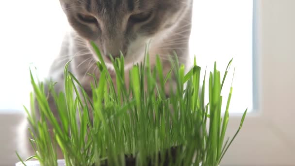 Katze mit Katzengras. Natürliche Vitamine. — Stockvideo