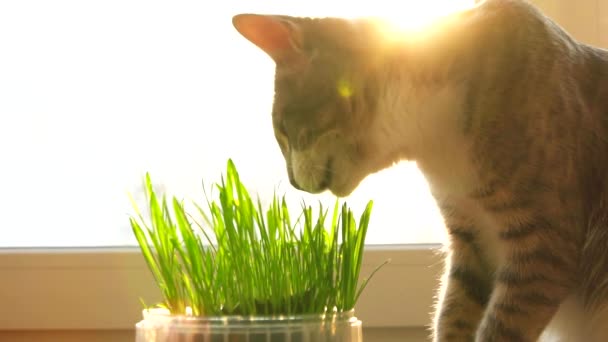 Kočka s kočičí trávou. Přírodní vitamíny. péče o domácí zvířata. — Stock video