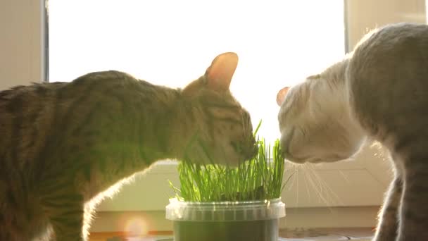 Δύο γάτες τρώνε χόρτο αιλουροειδών. Φυσικές βιταμίνες. φροντίδα για τα κατοικίδια ζώα. — Αρχείο Βίντεο