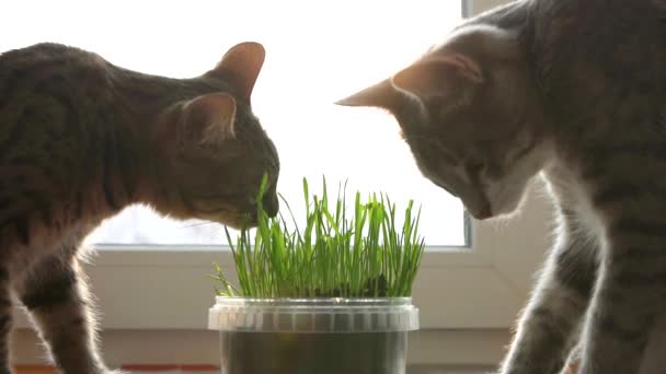 Deux chats mangent de l'herbe de chat. Des vitamines naturelles. soins pour animaux de compagnie gros plan — Video