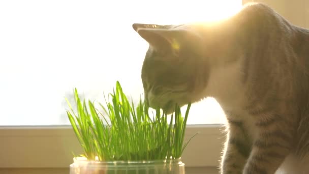 Le chat gris mange de l'herbe de chat par une journée ensoleillée. Des vitamines naturelles. soins pour animaux domestiques . — Video