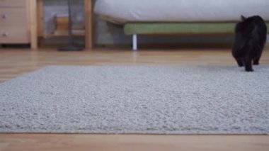 Evcil kedi halıda yürüyor.
