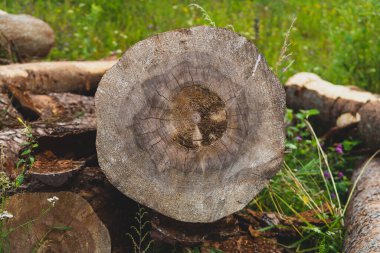 Tahta kütükler yığını. Kereste arka planı. işlenmemiş odun