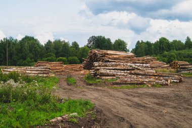 Ormandaki tahta kütükler. Doğranmış ağaç kütükleri yığını. Doğa manzarası. Kereste yığını