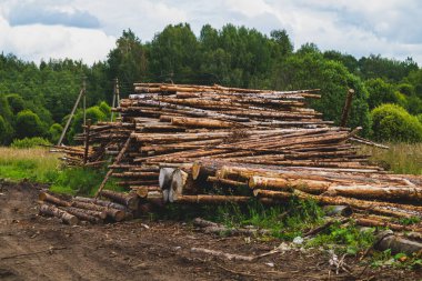 Ormandaki tahta kütükler. Doğranmış ağaç kütükleri yığını. Doğa manzarası. Kereste yığını