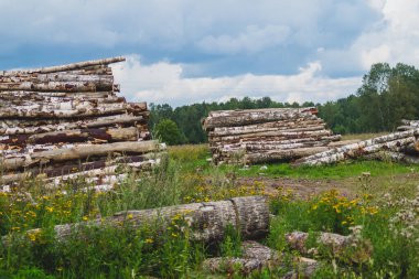 Ormandaki tahta kütükler. Doğranmış ağaç kütükleri yığını. Doğa manzarası. Kereste yığını