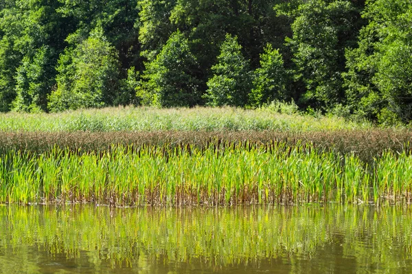 Green Shore Lake Reeds Forest Water — Stock Photo, Image