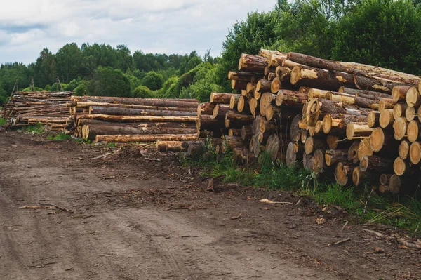 Wooden logs in the forest. chopped tree logs stack. nature landscape. pile of timber