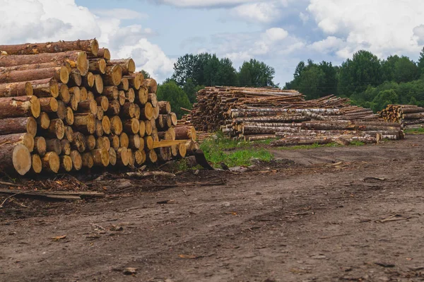 Wooden logs in the forest. chopped tree logs stack. nature landscape. pile of timber