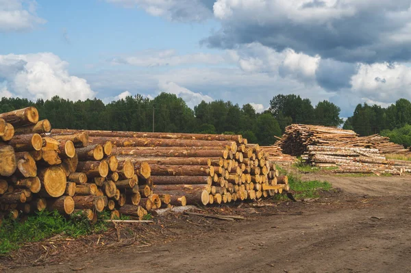 Grumes Bois Dans Forêt Billes Arbre Hachées Empilent Paysage Naturel — Photo